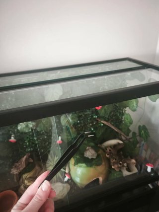 Terrario 81x51x31 cm