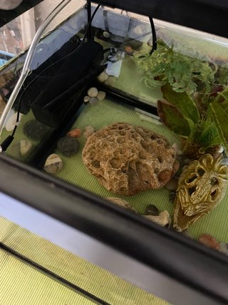 Acuario 50L con adornos
