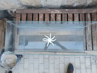 Acuario/Terrario de Cristal