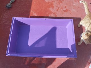 Bandeja para cobayas morada