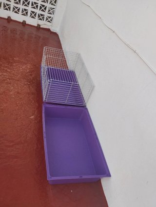 Bandeja para cobayas morada