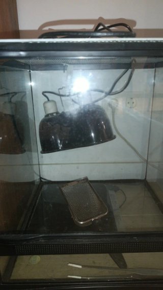 Terrario de cristal con lámparas
