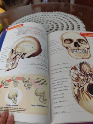 El cuerpo humano anatomía y funciones