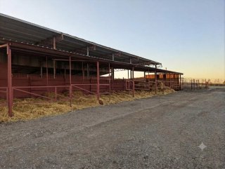 Pupilaje box o Paddock Ajalvir/Madrid