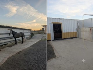 Pupilaje box o Paddock Ajalvir/Madrid
