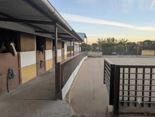 Pupilaje box o Paddock Ajalvir/Madrid
