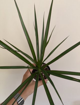 Planta Dracaena
