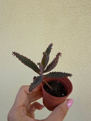 Planta suculenta