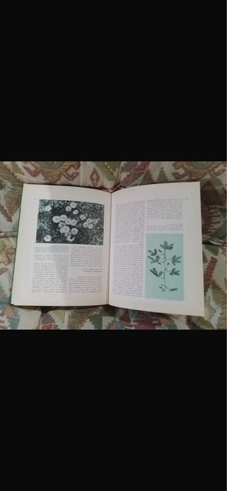 Libro misteri di piante e fiori