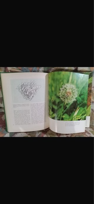 Libro misteri di piante e fiori