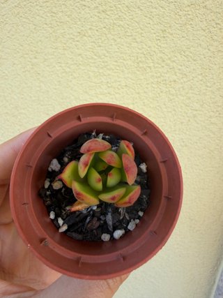 Planta suculenta