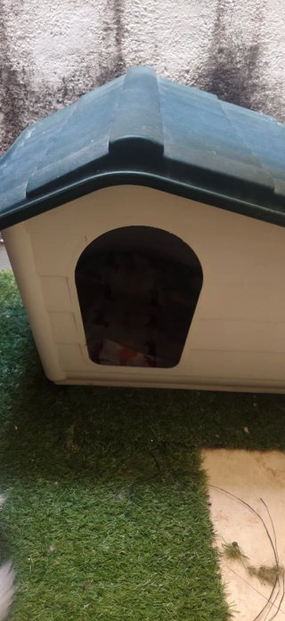 Casita de perro
