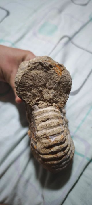 Fósil Amonite 17 cm
