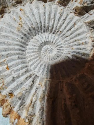 Fósil Amonite 17 cm