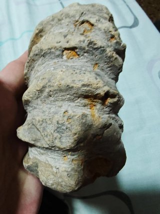 Fósil Amonite 17 cm