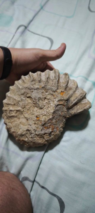 Fósil Amonite 17 cm
