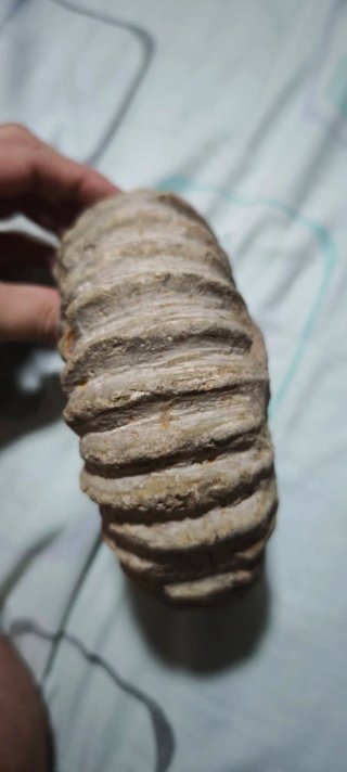 Fósil Amonite 17 cm