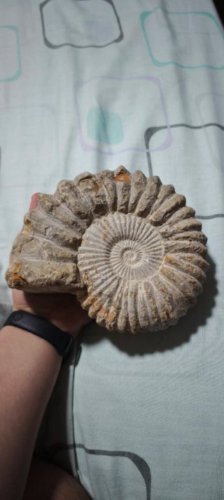 Fósil Amonite 17 cm