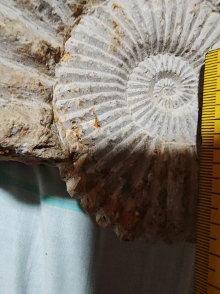 Fósil Amonite 17 cm