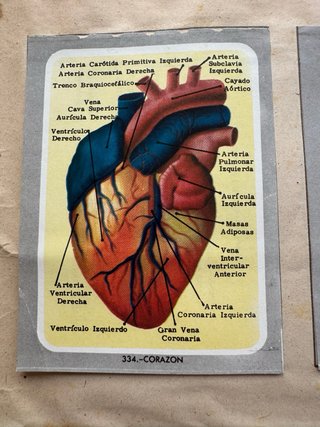 Álbum de cromos Vida y Color, 1965, completo.