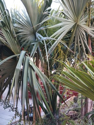 Palmeras en venta