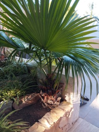 Palmeras en venta
