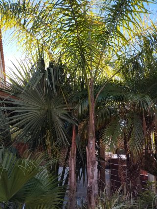 Palmeras en venta