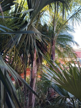 Palmeras en venta