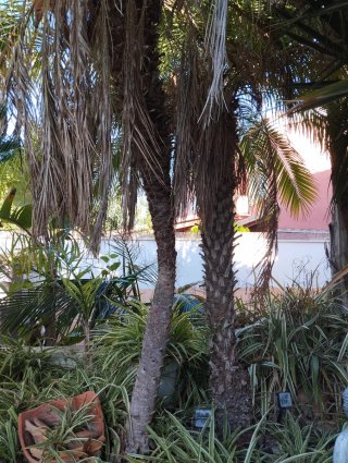 Palmeras en venta