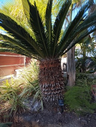 Palmeras en venta