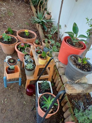 Plantas cactus y suculentas a 1€