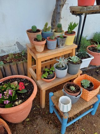 Plantas cactus y suculentas a 1€