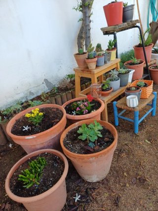 Plantas cactus y suculentas a 1€
