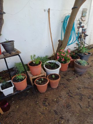 Plantas cactus y suculentas a 1€