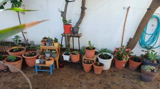 Plantas cactus y suculentas a 1€