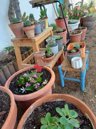 Plantas cactus y suculentas a 1€