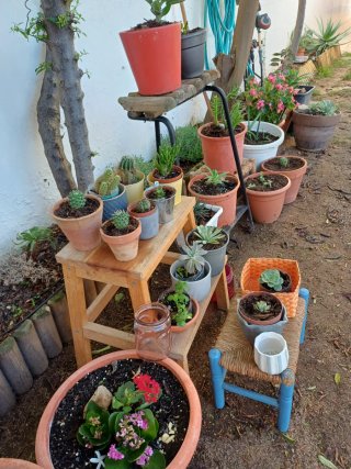 Plantas cactus y suculentas a 1€