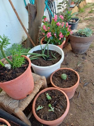 Plantas cactus y suculentas a 1€