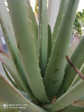 Planta Aloe Vera Grande