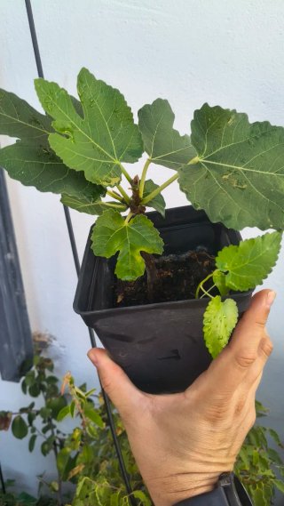Prebonsai Higuera con ramificación corta