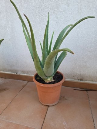 Planta Aloe Vera en Maceta
