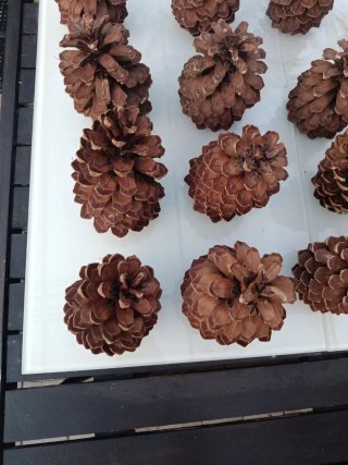 Piñas de pino americano decorativas