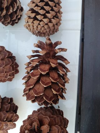 Piñas de pino americano decorativas