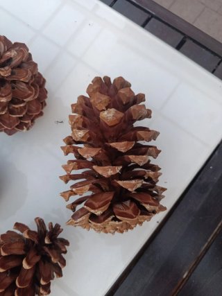 Piñas de pino americano decorativas