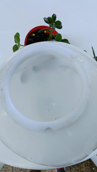 Tulipa de plástico blanca