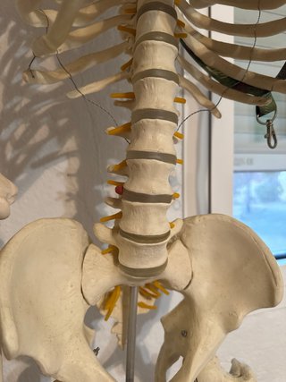 Modelo anatómico cuerpo humano