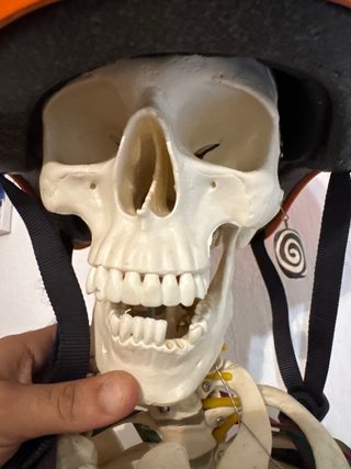 Modelo anatómico cuerpo humano