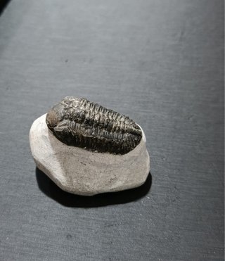 Fósil Trilobites Bien Conservado