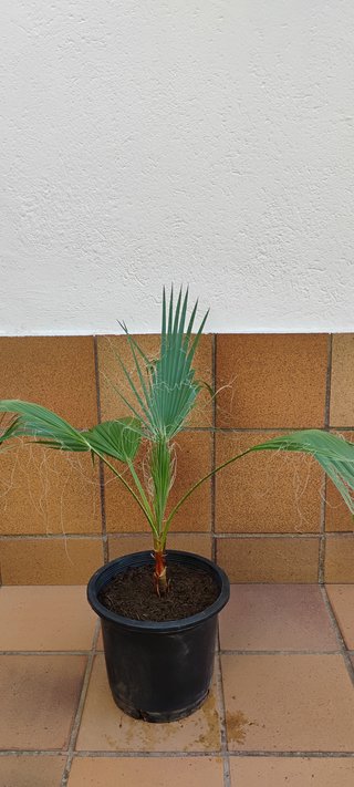 Palmeras Washingtonia o de abanico