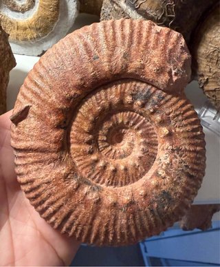 Fósil Hammatoceras Ammonite